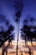 Photo of palm trees swaying in breeze