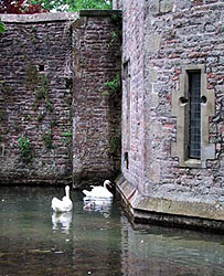 Photo of two swans approaching  the chain and bell below the Bishops window