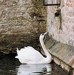 Photo of swan pulling chain to ring bell for food outside the Bishop's window
