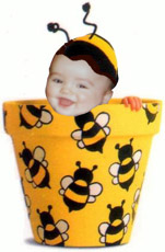 Baby Terry in Bee Pot
