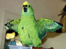 Fat green canary 