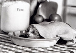 Photo of kitten peeking out of pie
